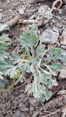 Artemisia alaskana