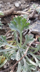 Artemisia alaskana