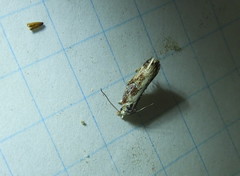 Pseudochelaria