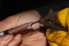 Monophyllus plethodon