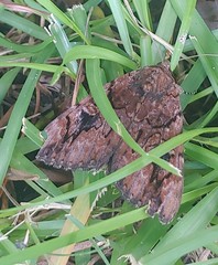 Catocala muliercula