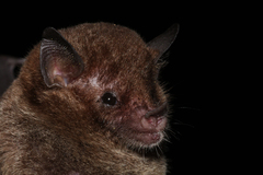 Monophyllus plethodon