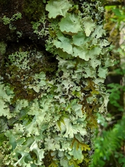 Cetrelia cetrarioides