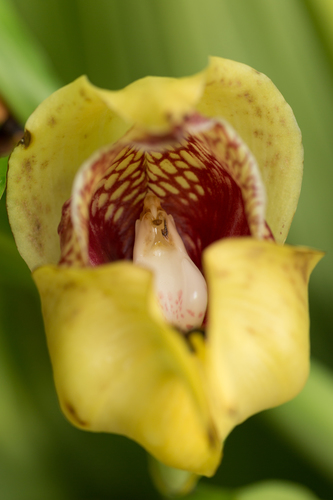 Clifton's Anguloa