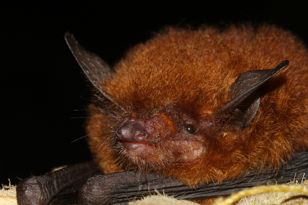 Dominican myotis