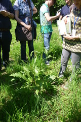 Rumex acetosa acetosa