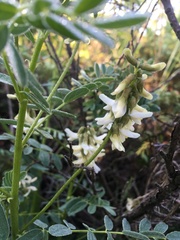 Astragalus neglectus