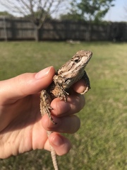 Sceloporus olivaceus