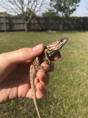 Sceloporus olivaceus