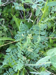 Astragalus neglectus