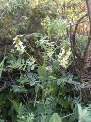 Astragalus neglectus