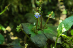 Epithema ceylanicum
