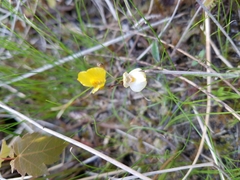 Utricularia ochroleuca
