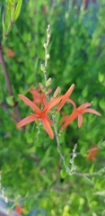 Anisacanthus quadrifidus wrightii