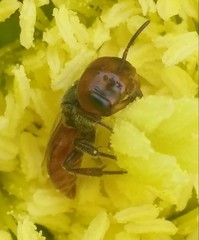 Macrotera
