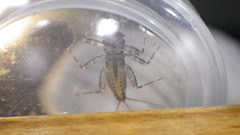 Stenacron interpunctatum