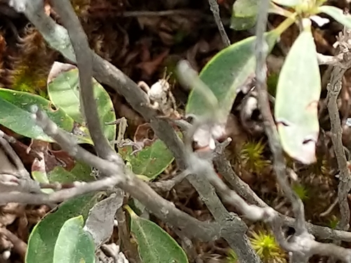 Appalachian Grasshopper photo 4