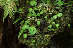 Epithema ceylanicum