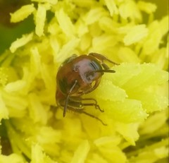 Macrotera