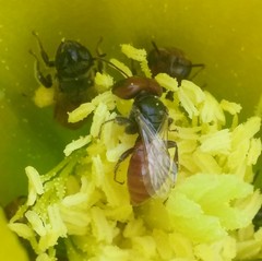 Macrotera