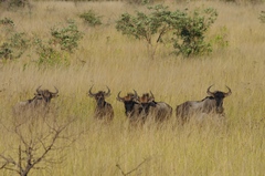 Connochaetes taurinus