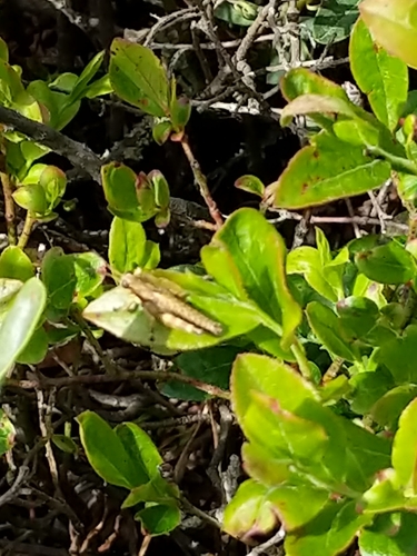 Appalachian Grasshopper photo 2