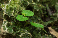 Epithema ceylanicum