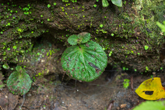 Epithema ceylanicum