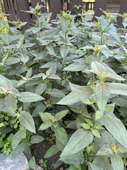 Lysimachia ciliata