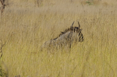 Connochaetes taurinus