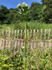 Eryngium yuccifolium