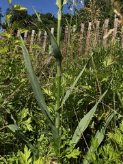 Eryngium yuccifolium