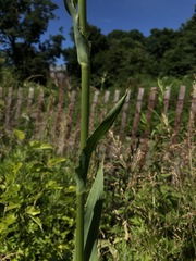 Eryngium yuccifolium