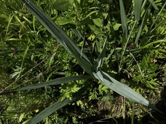 Eryngium yuccifolium