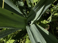 Eryngium yuccifolium