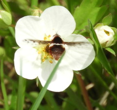 Bombylius pygmaeus