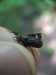 Chrysops cincticornis