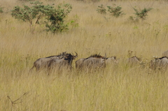 Connochaetes taurinus