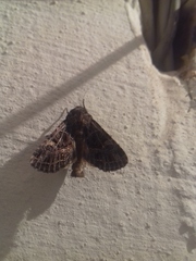 Sideridis reticulata