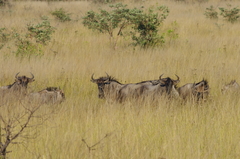 Connochaetes taurinus