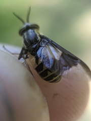 Chrysops sackeni
