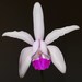 Cattleya intermedia - Photo (c) Lucas Bytomski, some rights reserved (CC BY-NC-SA)