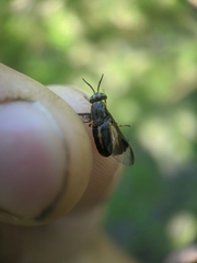 Chrysops univittatus