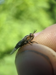 Chrysops cincticornis