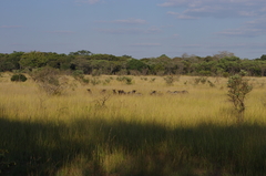 Connochaetes taurinus