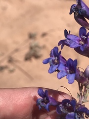 Penstemon pachyphyllus congestus