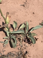 Penstemon pachyphyllus congestus