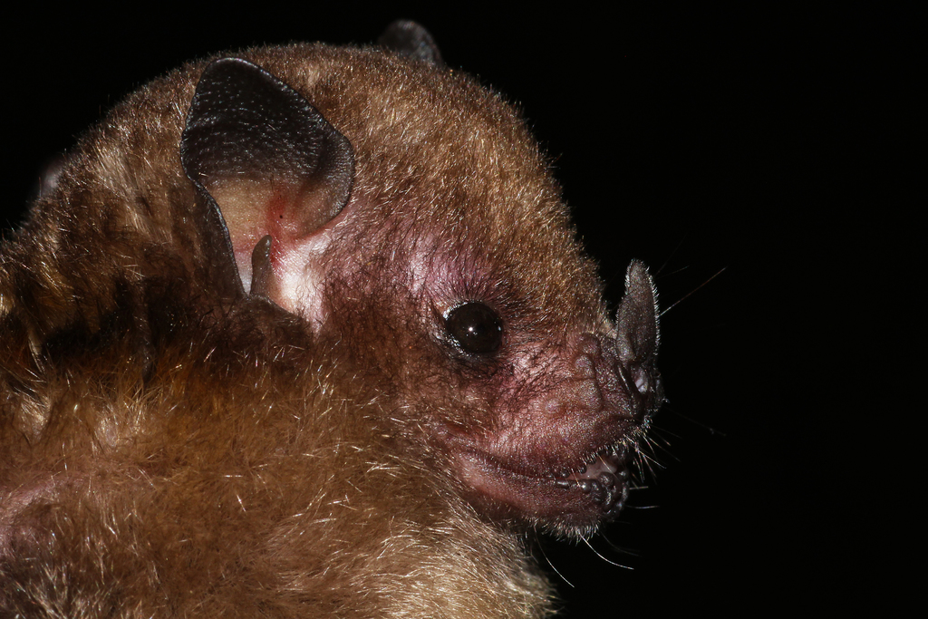 Dominica Yellow-Shouldered Bat
