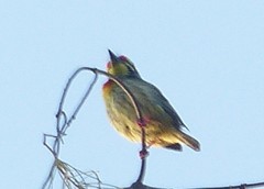 Psilopogon haemacephalus