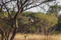 Kaupifalco monogrammicus